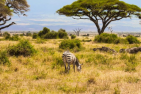 Kenya Savanında Büyük Otçulların 18 Yıllık Yokluğu Ağaç Örtüsünü Değiştirdi