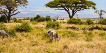 Kenya Savanında Büyük Otçulların 18 Yıllık Yokluğu Ağaç Örtüsünü Değiştirdi