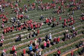 Avustralya'daki Çilek Çiftliğinde 1522 Kişiyle Yeni Dünya Rekoru Kırıldı
