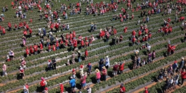 Avustralya'daki Çilek Çiftliğinde 1522 Kişiyle Yeni Dünya Rekoru Kırıldı