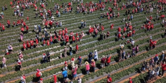 Avustralya’daki Çilek Çiftliğinde 1522 Kişiyle Yeni Dünya Rekoru Kırıldı