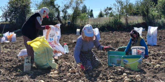 Tokat’ta Coğrafi İşaretli Başçiftlik Beyazı Patatesin Hasadı Başladı