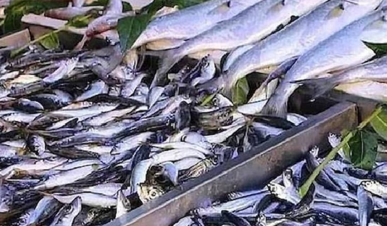 Konserve Uskumru Yüksek Omega-3 ve Düşük Cıva Oranıyla Öne Çıkıyor